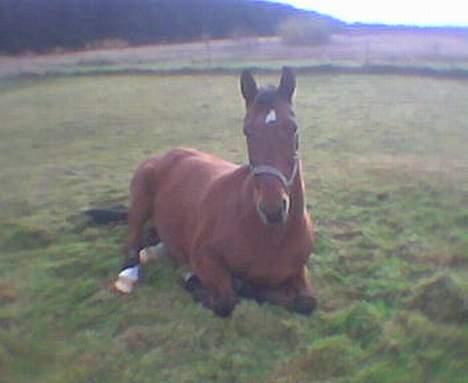 Dansk Varmblod Mon Ami DØD - Smuuuut jeg sover! billede 7