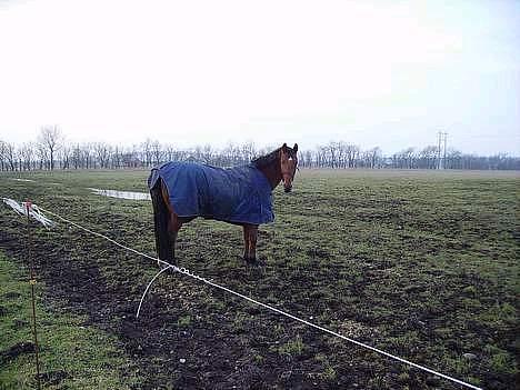 Dansk Varmblod Mon Ami DØD - Må jeg snart få aftensmums?? billede 8