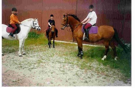 Dansk Varmblod Mon Ami DØD - Mona, Storm og Bohemo Rex! billede 9