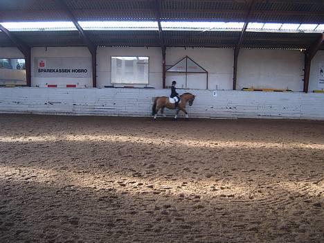 Anden særlig race Bella<,3 - Rider endten LC1 eller 2  i HORK. Min fader er fotograf :S  ,, billede 19