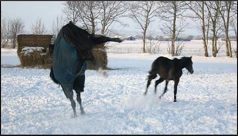 Dansk Varmblod Zaigon - leg i sneen billede 15