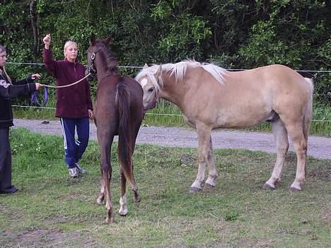 Haflinger Domenick (solgt) - sikke en fin ung dame :) billede 7