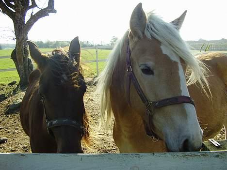 Haflinger Domenick (solgt) - se oz lige er vi ikke bare zøde sammen :) billede 8