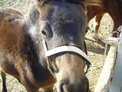 Anden særlig race Surprise - vi tager lige en mindre nærbilled :) billede 6