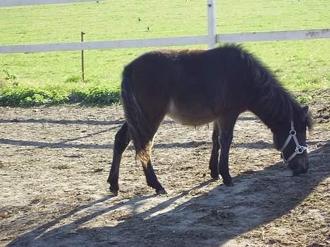 Anden særlig race Surprise - sommeren 05 billede 7