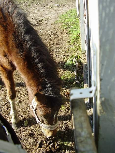 Anden særlig race Surprise - min mor...  dejlig lille pony...   sommeren 05... flere billeder er på vej billede 8