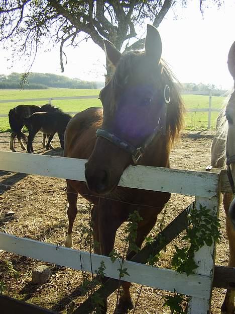 Pinto Gantrup Lisa  billede 11