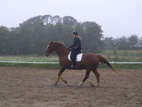 Dansk Varmblod †Moonraker"Svuppe"Moonie† - september 2006 billede 15