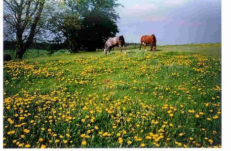 Dansk Varmblod Mon Ami DØD - Mon Ami og Bitten billede 10