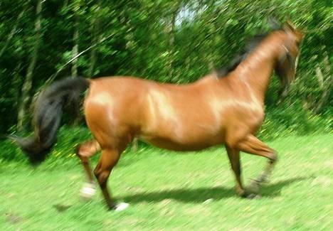 Dansk Varmblod Mon Ami DØD - Sofie og Mon Ami  billede 11