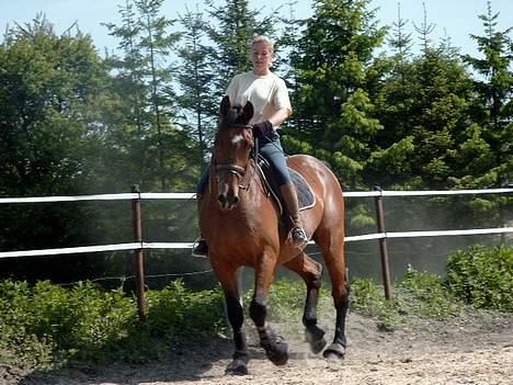 Dansk Varmblod thor - det er min mor der rider på ham på de her billeder :P billede 1