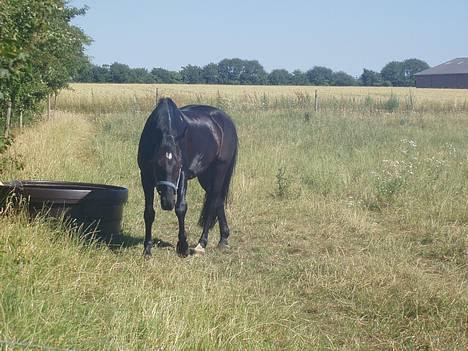 Anden særlig race Dark Shadow - Shadow på mark sommer ´06 billede 17