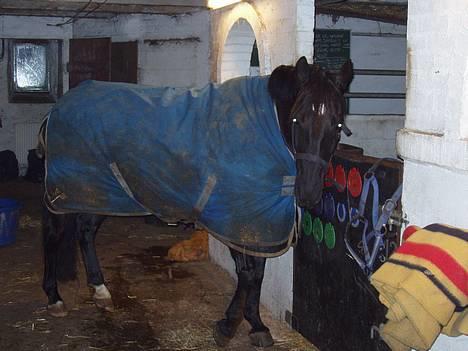 Anden særlig race Dark Shadow - Shadow er en sød og velopdrangen pony, bare ikk når der er mad på spil :b billede 19