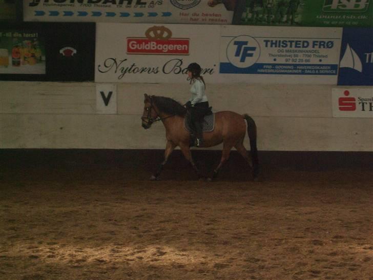 Anden særlig race Frydenhøjs Freja - Freja i hallen 28 sep 08 billede 15