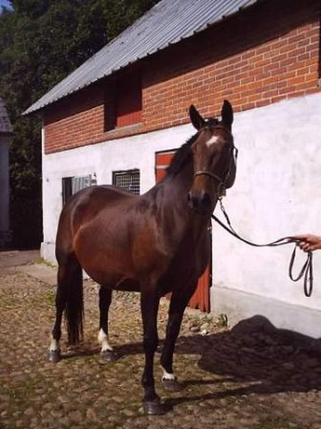 Dansk Varmblod Mari billede 1