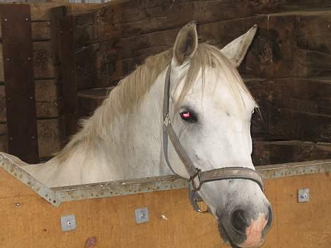 Anden særlig race Søvinds Silvermoon*SOLGT* - det var så på midtjysk ridelejr 2005:) billede 14