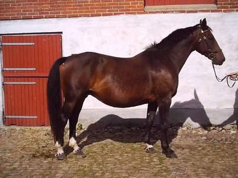 Dansk Varmblod Mari billede 2
