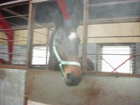 Dansk Varmblod Mari billede 4