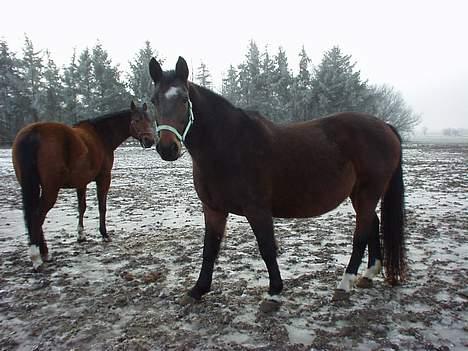 Dansk Varmblod Mari billede 5