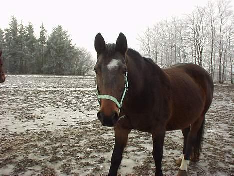Dansk Varmblod Mari billede 6