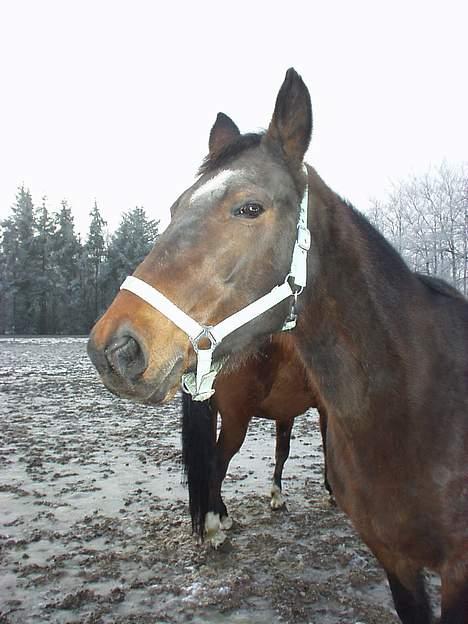 Dansk Varmblod Mari billede 7