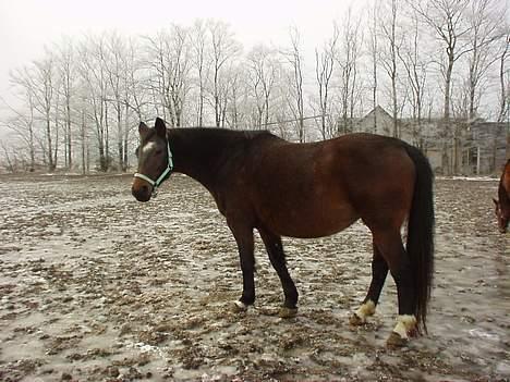 Dansk Varmblod Mari billede 8