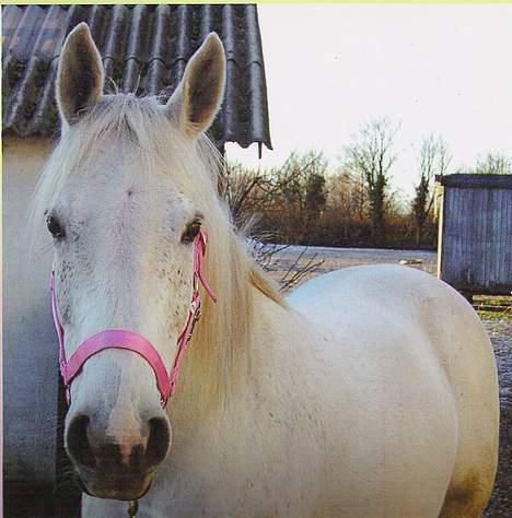 Anglo Araber (AA) Luna(Aflivet) - Smil Smukke Luna (: billede 11