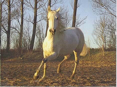 Anglo Araber (AA) Luna(Aflivet) - Hvor er hun bare fiin XD billede 12