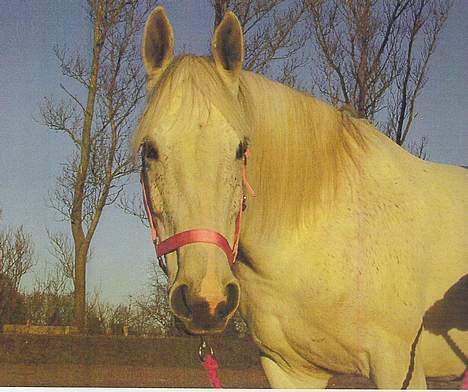 Anglo Araber (AA) Luna(Aflivet) billede 13