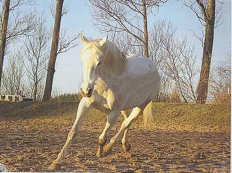 Anglo Araber (AA) Luna(Aflivet) - sikke fint hun går XD billede 14