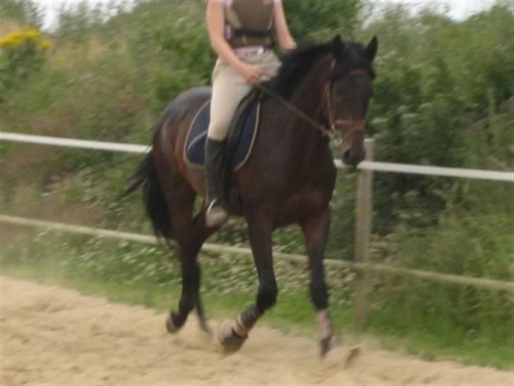 Dansk Varmblod Graversgaards Armageddon billede 12