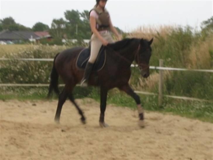 Dansk Varmblod Graversgaards Armageddon billede 13