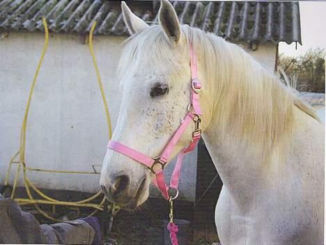 Anglo Araber (AA) Luna(Aflivet) billede 15