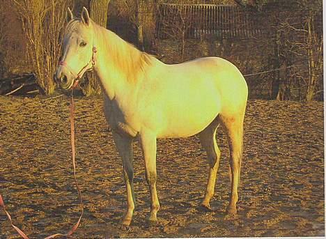 Anglo Araber (AA) Luna(Aflivet) billede 16