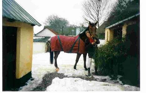 Dansk Varmblod Mon Ami DØD - Mons ved farmor! billede 12