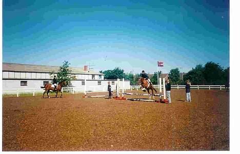 Dansk Varmblod Mon Ami DØD - Springstævne billede 13