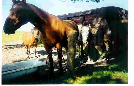 Dansk Varmblod Mon Ami DØD - I skyggen på en sommerdag! billede 14
