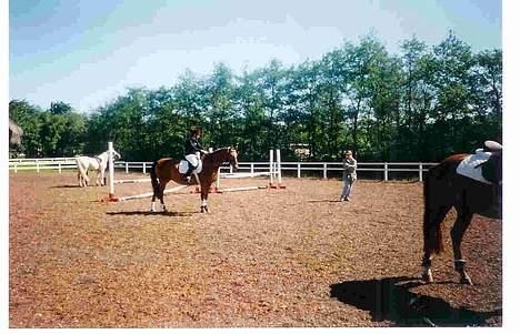 Dansk Varmblod Mon Ami DØD - Springstævne billede 15
