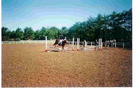 Dansk Varmblod Mon Ami DØD - Springstævne billede 16