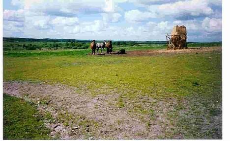 Dansk Varmblod Mon Ami DØD - Hele den gamle flok billede 17