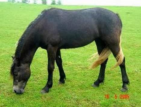 Welsh Cob (sec D) Haymos Aqua - Her står Aqua på folden, 2 år gammel. billede 1