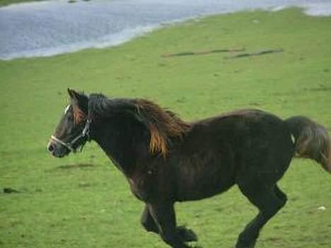 Welsh Cob (sec D) Haymos Aqua - Her løber lille Aqua sig en frisk tur over den store dejlige mark, 2 år gammel. billede 2