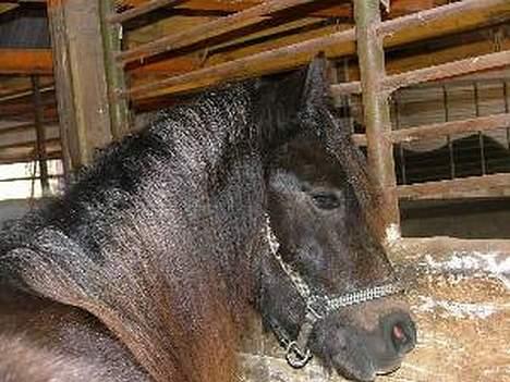 Welsh Cob (sec D) Haymos Aqua - Her er Aquapigen så i sin boks inde i stalden, hun hygger sig gevaldigt!! :o) billede 3