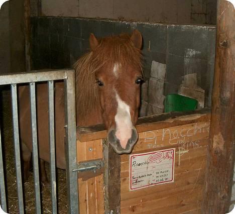 Anden særlig race Hyldtoft´s Pinocchio.  - Pinocchi som lige er blevet barberet. billede 10