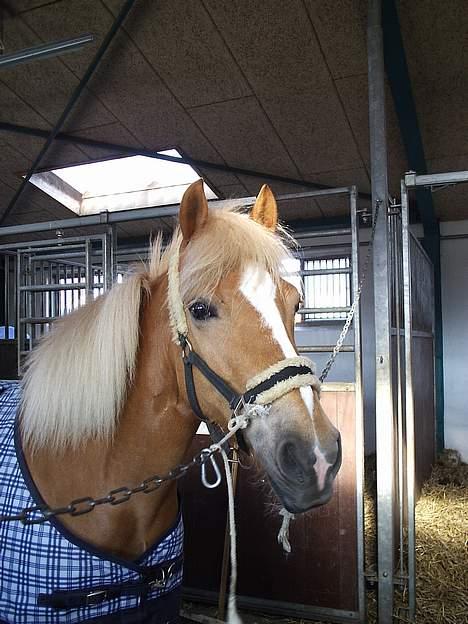 Haflinger Provence - Provence 05 billede 2