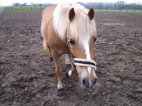 Haflinger Provence - Provence har en fridag billede 4