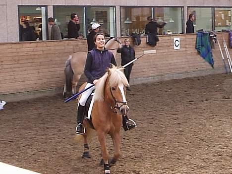 Haflinger Provence - Inddørs ringridning på SØR 05 billede 5