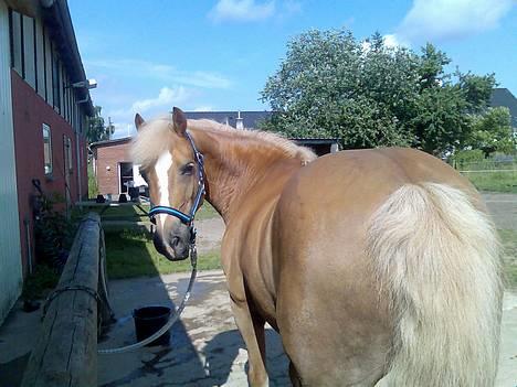 Haflinger Provence - seee hvor fiiin jeg er:) billede 7