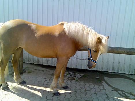 Haflinger Provence - Provence på ferie hjemme hos sine gamle "mor og far" billede 9