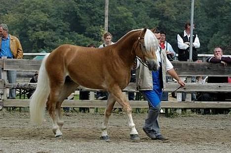 Haflinger Provence - Provence far Winzer billede 10